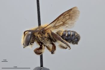 Media type: image;   Entomology 790200 Aspect: habitus lateral view